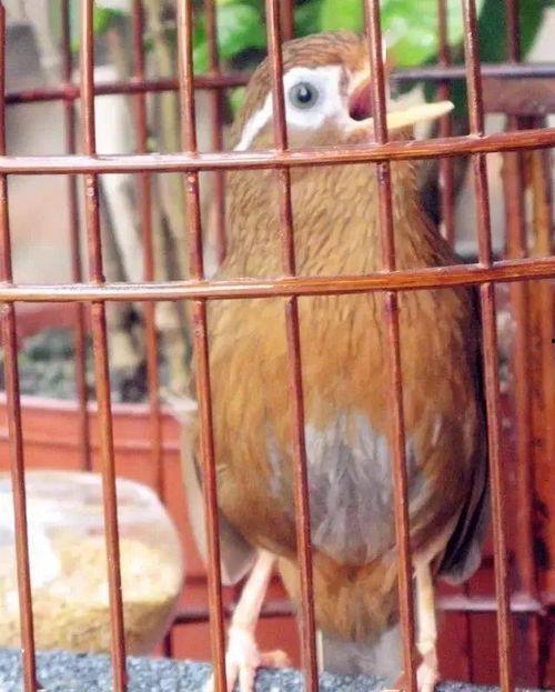 哪些明星有养鸟,揭秘明星们的养鸟生活